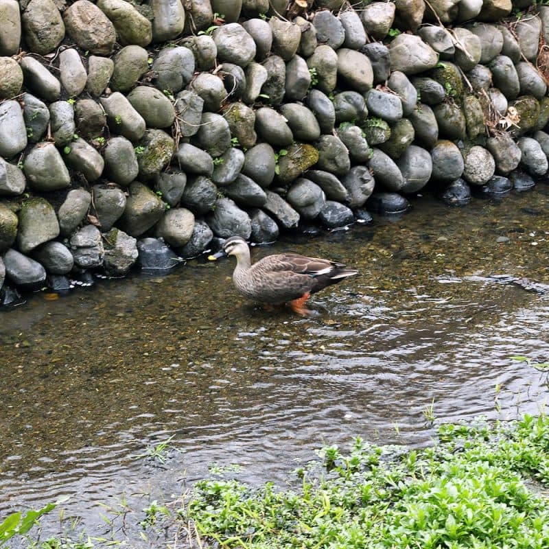 矢川緑地